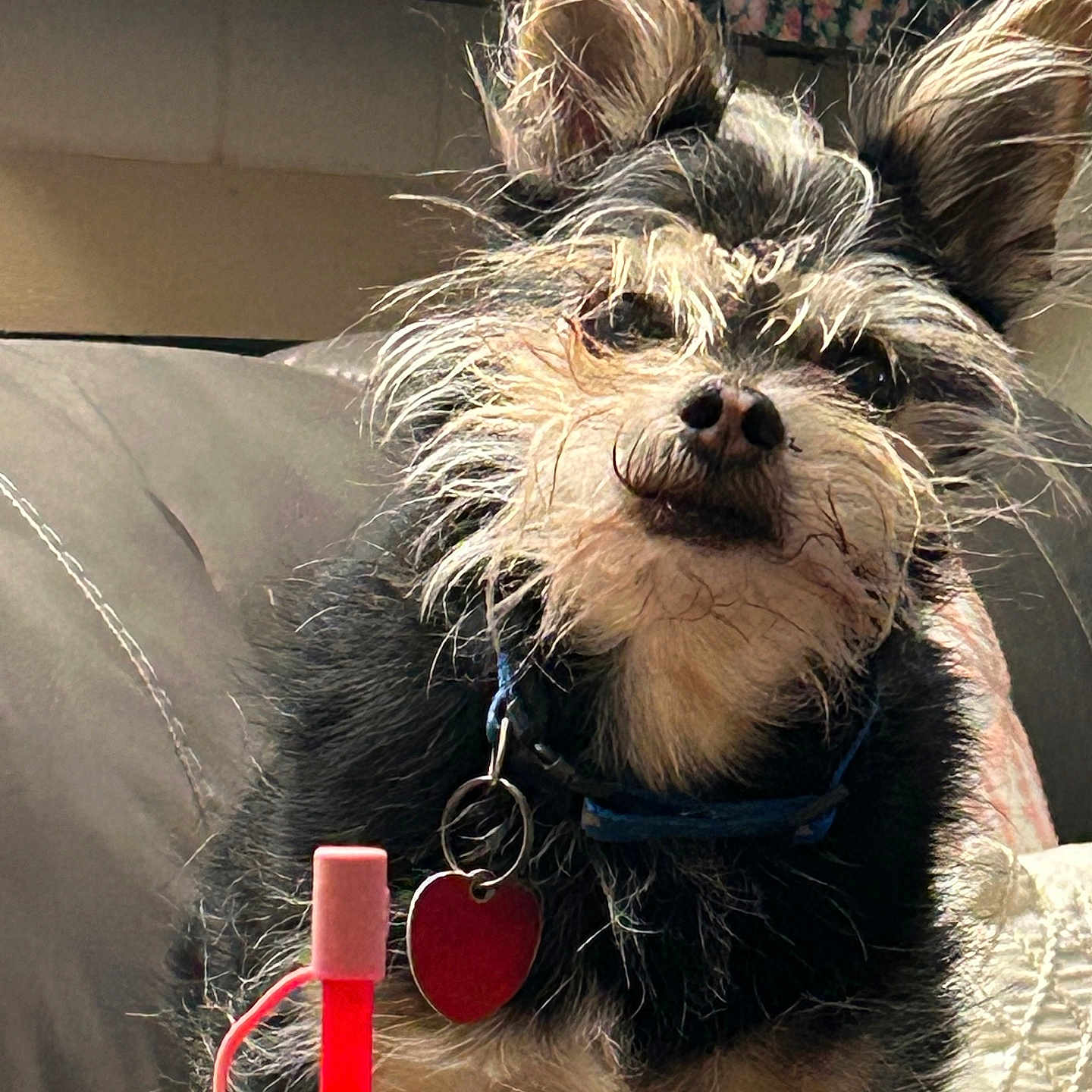 Toby is registered to the contest to win money with this photo: animal, black_and_tan, closeup, collar, couch, cozy, cute, dog, ears, face, floral_tapestry, furniture, furry, fuzzy, indoor, pet, portrait, red_object, sitting, tag