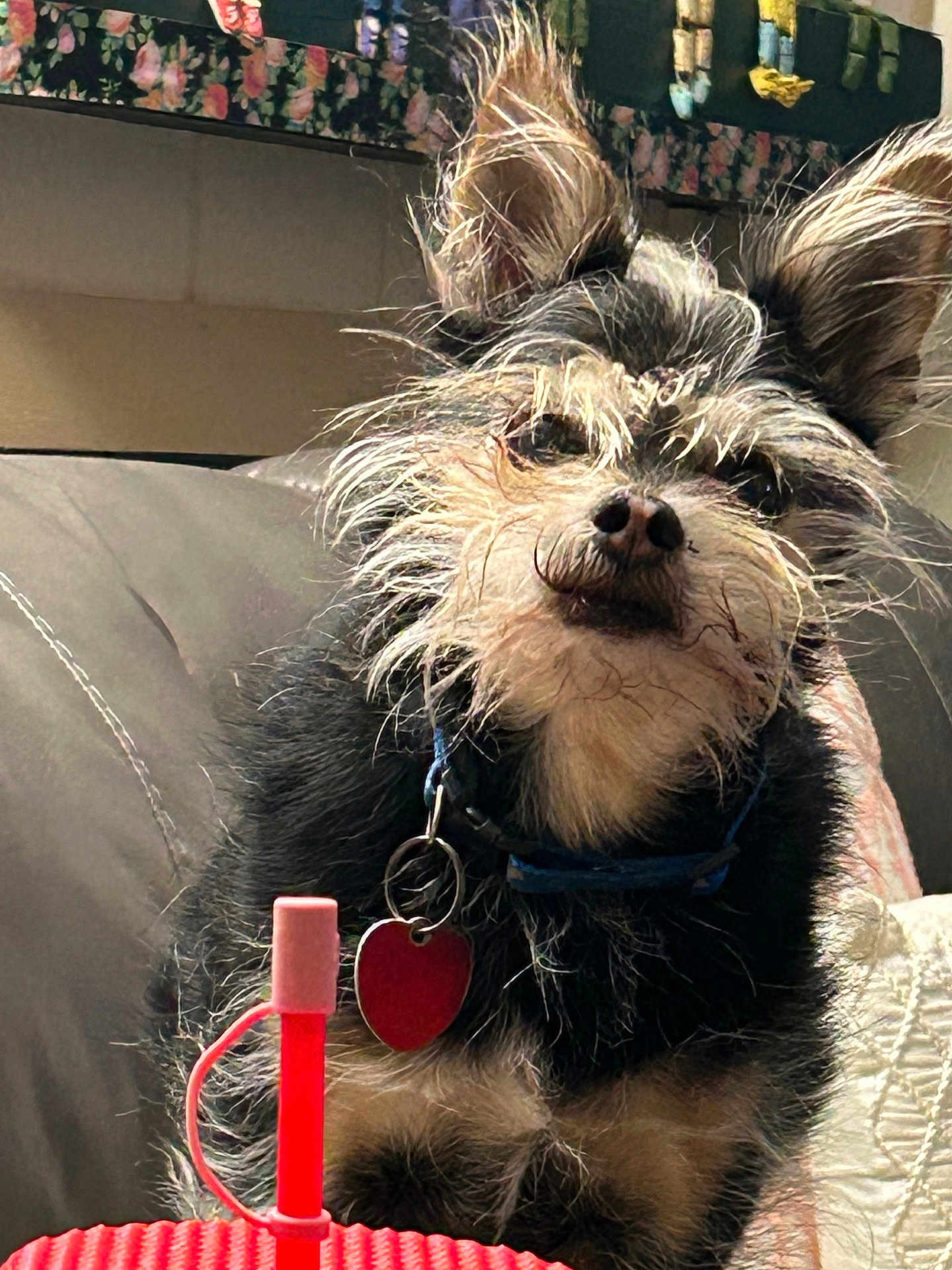 Toby