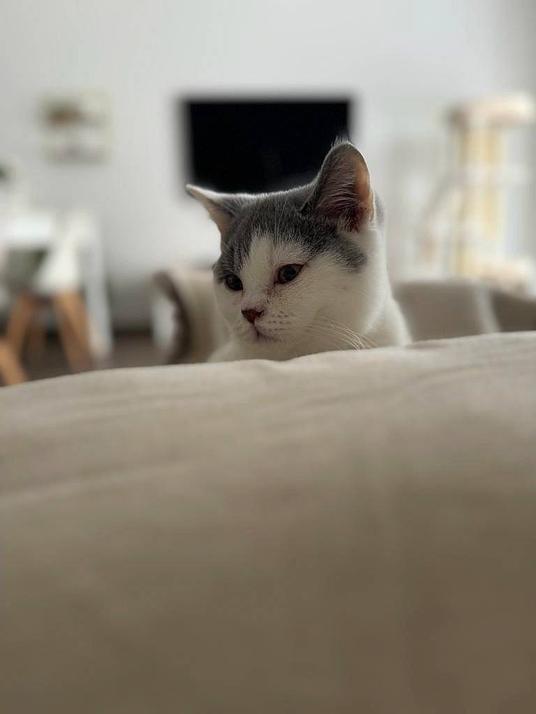 Rooney a rejoint le concours — aidez-le/la à gagner de superbes lots ! carnivore, cat, comfort, domestic_short_haired_cat, felidae, fur, grey, monochrome, monochrome_photography, small_to_medium_sized_cats, snout, terrestrial_animal, tree, whiskers, window, wood
