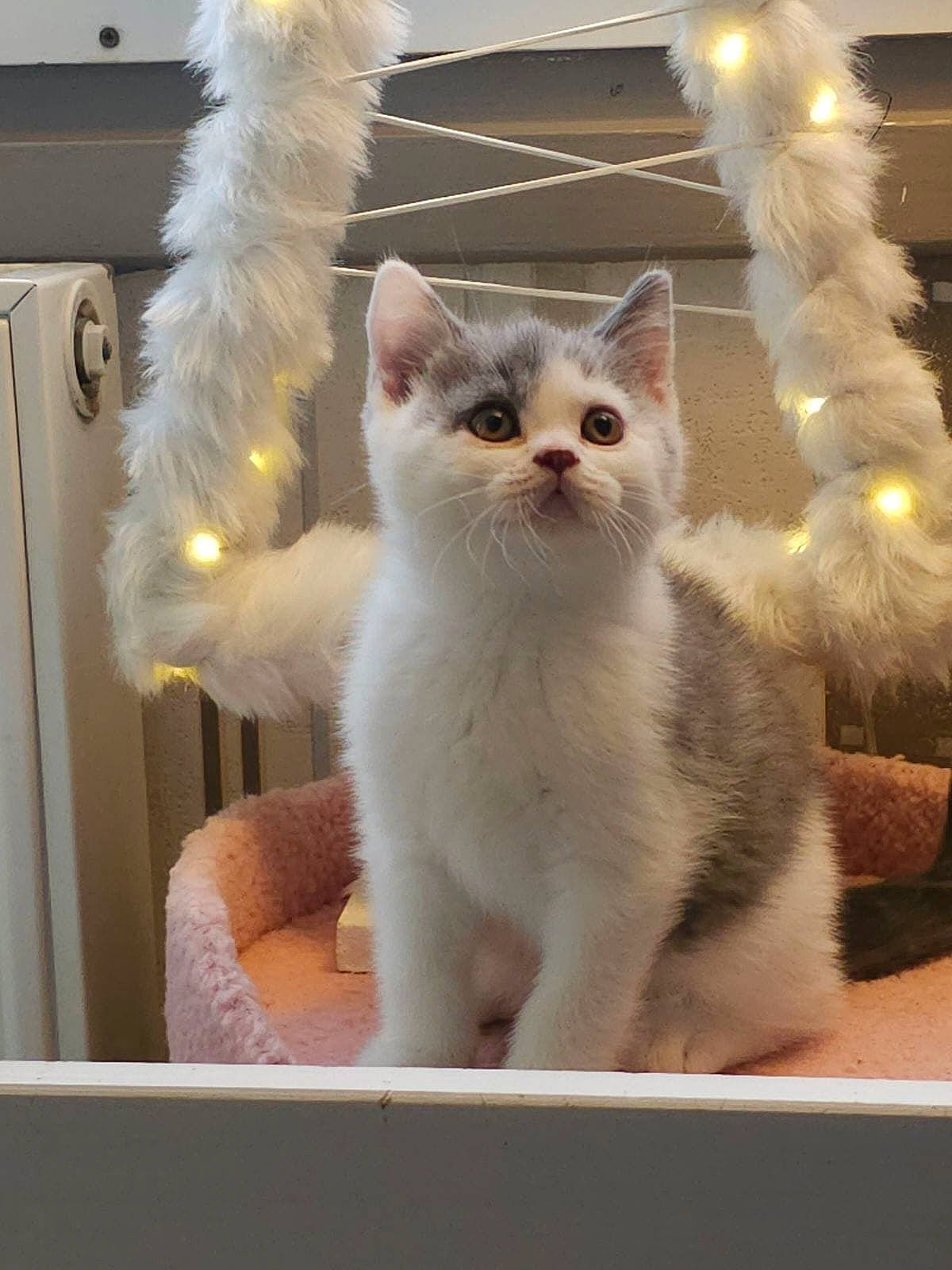 Rooney a rejoint le concours — aidez-le/la à gagner de superbes lots ! carnivore, cat, domestic_short_haired_cat, fawn, felidae, fixture, fur, glass, rectangle, small_to_medium_sized_cats, snout, tail, terrestrial_animal, wall_plate, whiskers, window