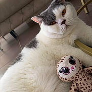 Rooney participe au concours pour gagner de l'argent avec cette photo : amber_eyes, animal, cat, close_up, comfortable, cozy, cute, feline, floor, fluffy, gray_fur, home, indoor, leopard_print, looking_at_camera, pet, relaxed, stuffed_toy, toy, white_fur