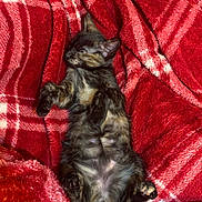 Starla is registered to the contest to win money with this photo: kitten, sleeping, tortoiseshell, cat, pet, cozy, blanket, red, plaid, fur, cute, animal, resting, paw, indoor, soft, relaxed, nap, fluffy, comfort