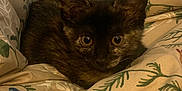 Starla joined the competition — help win amazing prizes! kitten, cat, animal, pet, tortoiseshell, fur, eyes, ears, blanket, floral_pattern, cozy, indoor, cute, small, resting, curious, soft, comfort, bed, warm