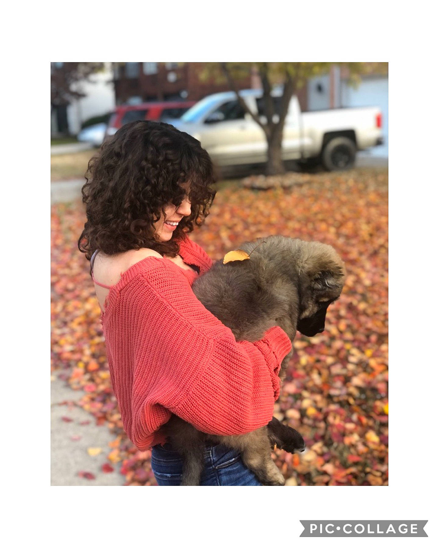 Asha is registered to the contest to win money with this photo: canidae, carnivore, companion_dog, dog, dog_breed, outerwear, poodle, puppy, sporting_group, standard_poodle, toy_poodle