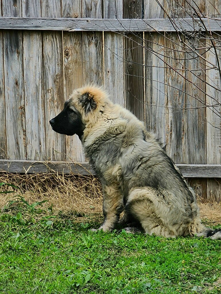 Asha is registered to the contest to win money with this photo: canidae, carnivore, carpathian_shepherd_dog, caucasian_shepherd_dog, dog, dog_breed, estrela_mountain_dog, fawn, leonberger, livestock_guardian_dog, mammal, sarplaninac, vertebrate