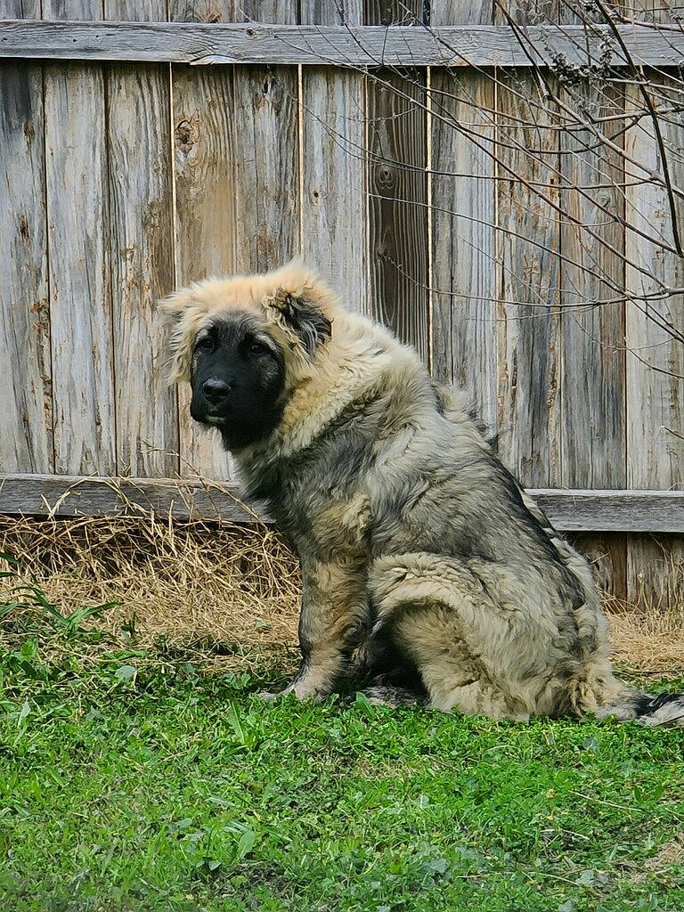 Asha joined the competition — help win amazing prizes! ancient_dog_breeds, canidae, carnivore, caucasian_shepherd_dog, dog, dog_breed, fawn, mammal, sarplaninac, snout, vertebrate