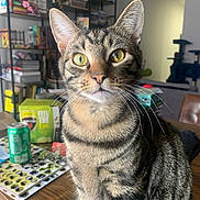 Schrödinger is registered to the contest to win money with this photo: cat, tabby_cat, yellow_eyes, whiskers, table, soda_can, bookshelf, indoor, furniture, sitting, curious, striped_fur, household_items, living_room, closeup, pet, domestic_cat, wooden_table, background, focused