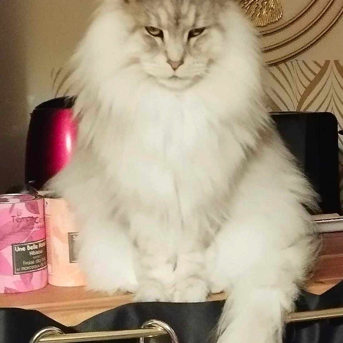 Romy participe au concours pour gagner de l'argent avec cette photo : cat, fluffy, pet, indoor, curtain, curtain_rod, furniture, decor, golden, wall_art, tail, sitting, household, close_up, serious_expression, long_hair, domestic_animal, feline, animal, cute