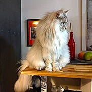Romy a rejoint le concours — aidez-le/la à gagner de superbes lots ! cat, fluffy, long_hair, pet, indoor, countertop, wood, domestic_animal, feline, side_view, table, fruit, red_bottle, home, decor, portrait, animal, sitting, calm, furniture