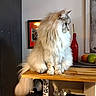 cat, fluffy, long_hair, pet, indoor, countertop, wood, domestic_animal, feline, side_view, table, fruit, red_bottle, home, decor, portrait, animal, sitting, calm, furniture