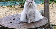 Romy a rejoint le concours — aidez-le/la à gagner de superbes lots ! animal, backyard, calm, cat, daylight, fence, fluffy_cat, fur, garden, greenery, nature, outdoor, pet, plant, relaxing, round_table, sitting, white_cat, wood, wooden_table