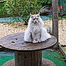 Romy a rejoint le concours — aidez-le/la à gagner de superbes lots ! cat, fluffy_cat, white_cat, wooden_table, outdoor, garden, fence, greenery, plant, nature, pet, animal, sitting, fur, round_table, wood, relaxing, calm, daylight, backyard
