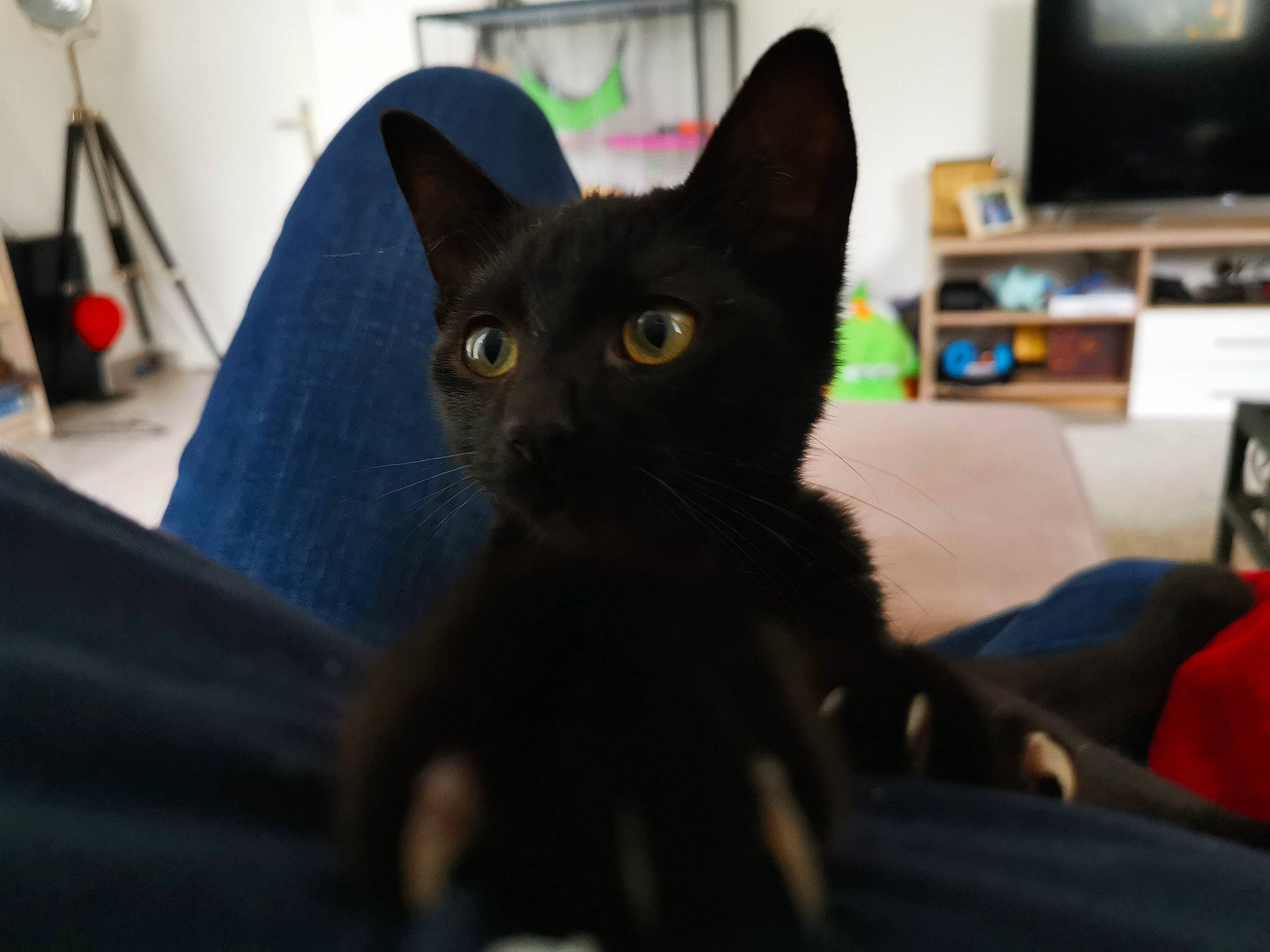 Coffee participe au concours pour gagner de l'argent avec cette photo : asian, black, black_cat, bombay, burmese, carnivore, cat, domestic_short_haired_cat, ear, eye, felidae, havana_brown, kitten, korat, mammal, oriental_shorthair, small_to_medium_sized_cats, snout, vertebrate, whiskers