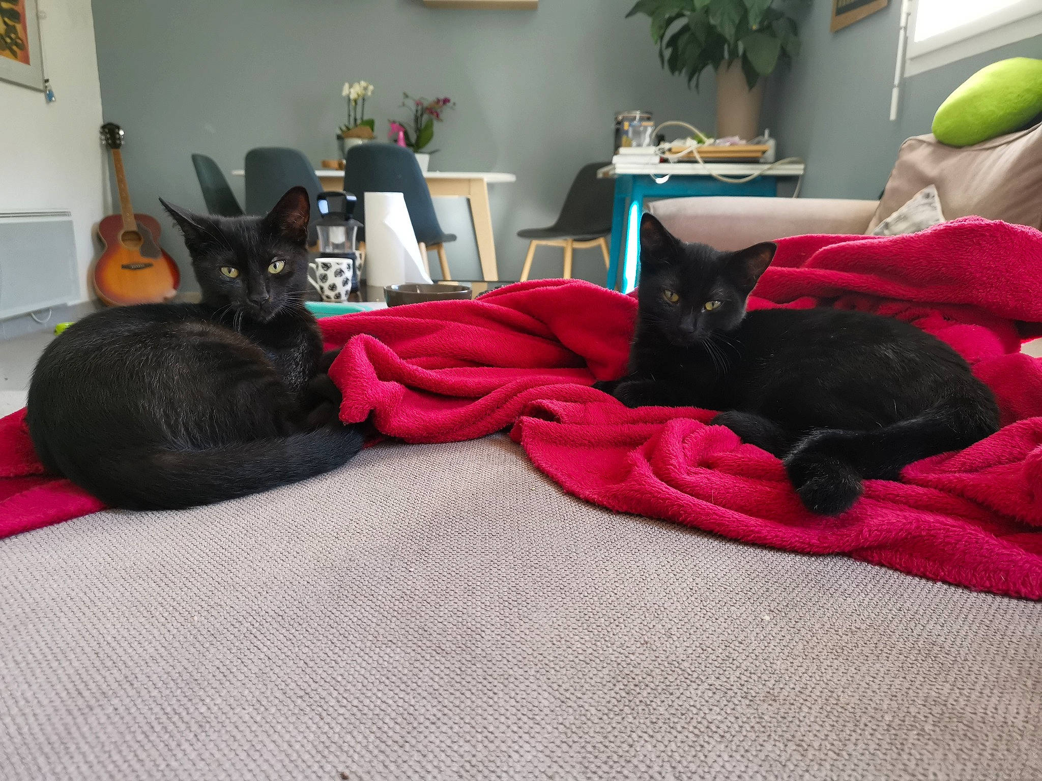 Coffee a rejoint le concours — aidez-le/la à gagner de superbes lots ! bed, bed_sheet, bedroom, black, black_cat, blanket, cat, comfort, felidae, floor, fur, furniture, linens, nap, pink, red, room, small_to_medium_sized_cats, textile, whiskers