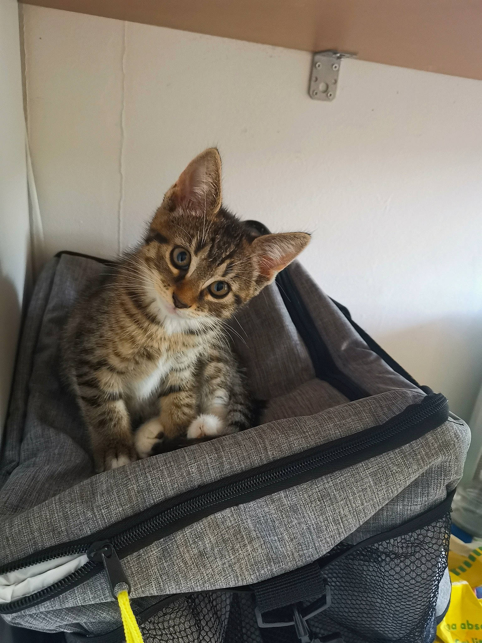 Mouche a rejoint le concours — aidez-le/la à gagner de superbes lots ! american_shorthair, asian, australian_mist, bengal, california_spangled, carnivore, cat, domestic_short_haired_cat, dragon_li, egyptian_mau, european_shorthair, felidae, kitten, mammal, ocicat, pixie_bob, small_to_medium_sized_cats, tabby_cat, vertebrate, whiskers