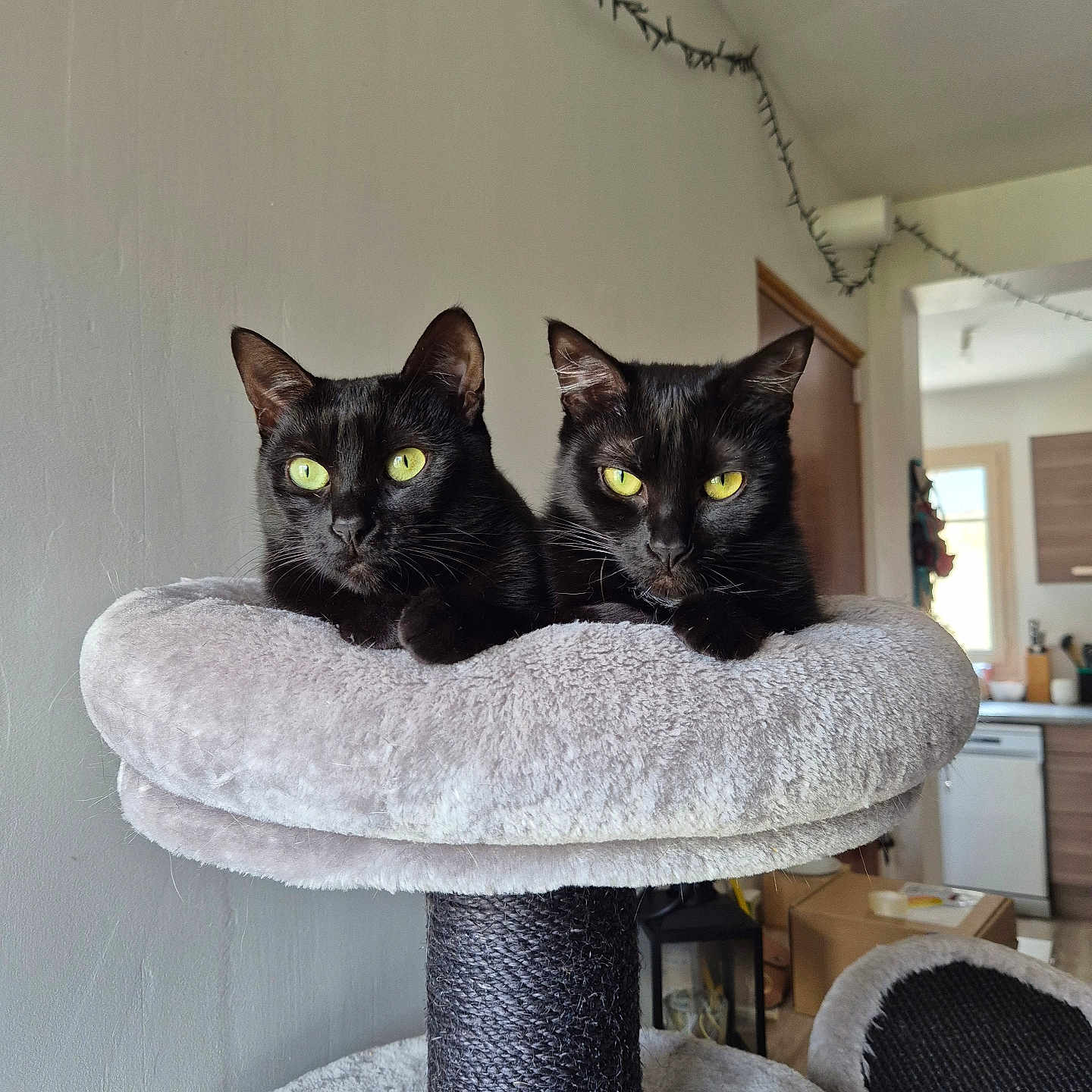 Seraphyna Et Maya