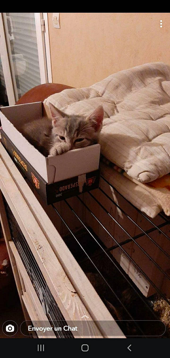 Lily a rejoint le concours — aidez-le/la à gagner de superbes lots ! box, cardboard, carnivore, cat, comfort, domestic_short_haired_cat, felidae, flooring, fur, hardwood, home_appliance, linens, office_supplies, paper_product, room, shipping_box, small_to_medium_sized_cats, tail, whiskers, wood