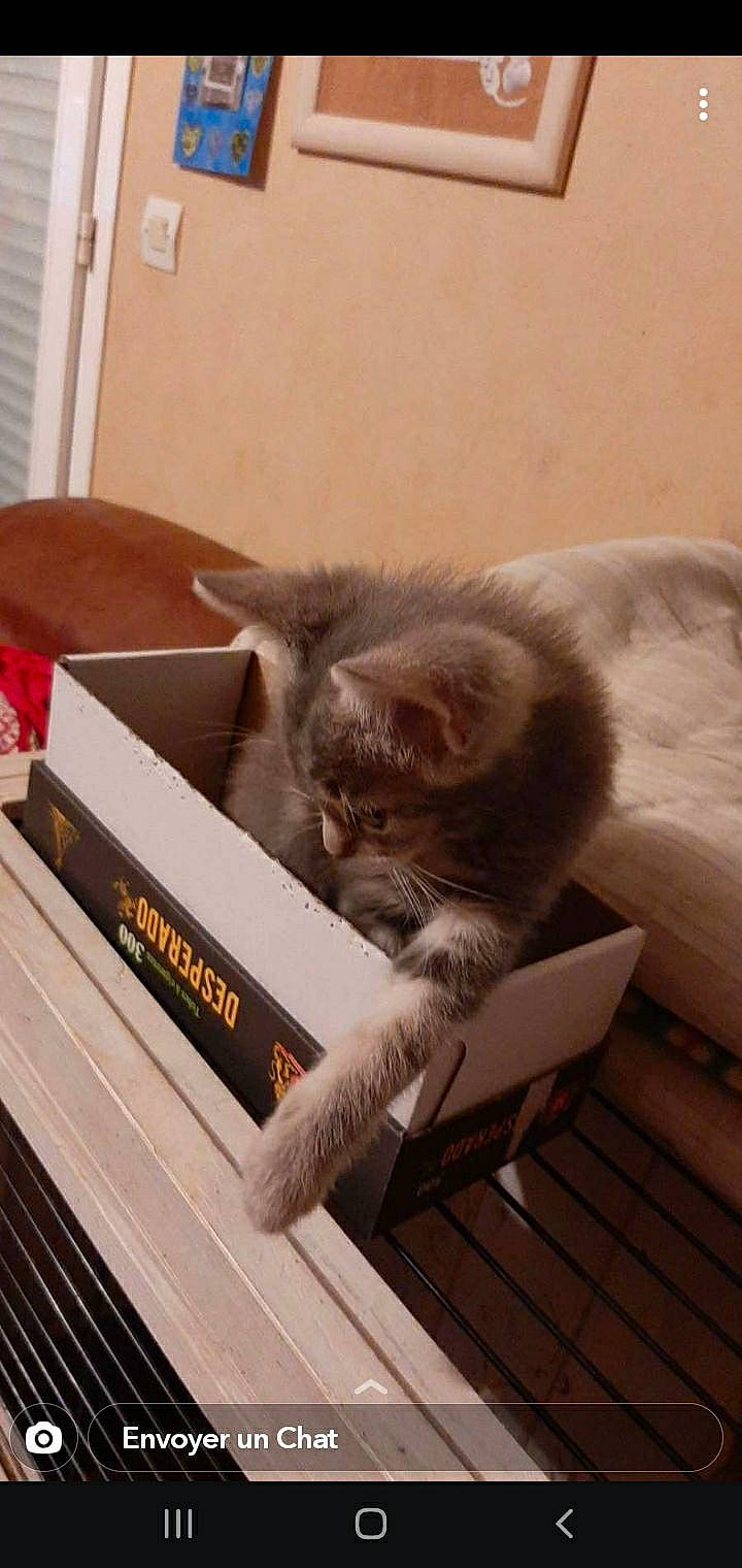 Lily a rejoint le concours — aidez-le/la à gagner de superbes lots ! box, carnivore, cat, comfort, domestic_short_haired_cat, felidae, flooring, fur, grey, hardwood, nap, office_supplies, paw, publication, small_to_medium_sized_cats, snout, tail, whiskers, window, wood