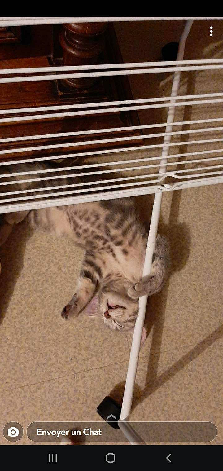 Lily a rejoint le concours — aidez-le/la à gagner de superbes lots ! animal_shelter, cage, carnivore, cat, comfort, domestic_short_haired_cat, fawn, felidae, flooring, foot, fur, metal, paw, pet_supply, small_to_medium_sized_cats, snout, tail, terrestrial_animal, whiskers, wood