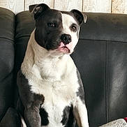 Urgo participe au concours pour gagner de l'argent avec cette photo : dog, pitbull, sitting, couch, leather, black_and_white, pet, indoor, wooden_wall, fur, canine, domestic_animal, companion, relaxed, portrait, animal, house, cozy, looking_away, seated