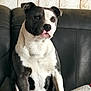 dog, pitbull, sitting, couch, leather, black_and_white, pet, indoor, wooden_wall, fur, canine, domestic_animal, companion, relaxed, portrait, animal, house, cozy, looking_away, seated