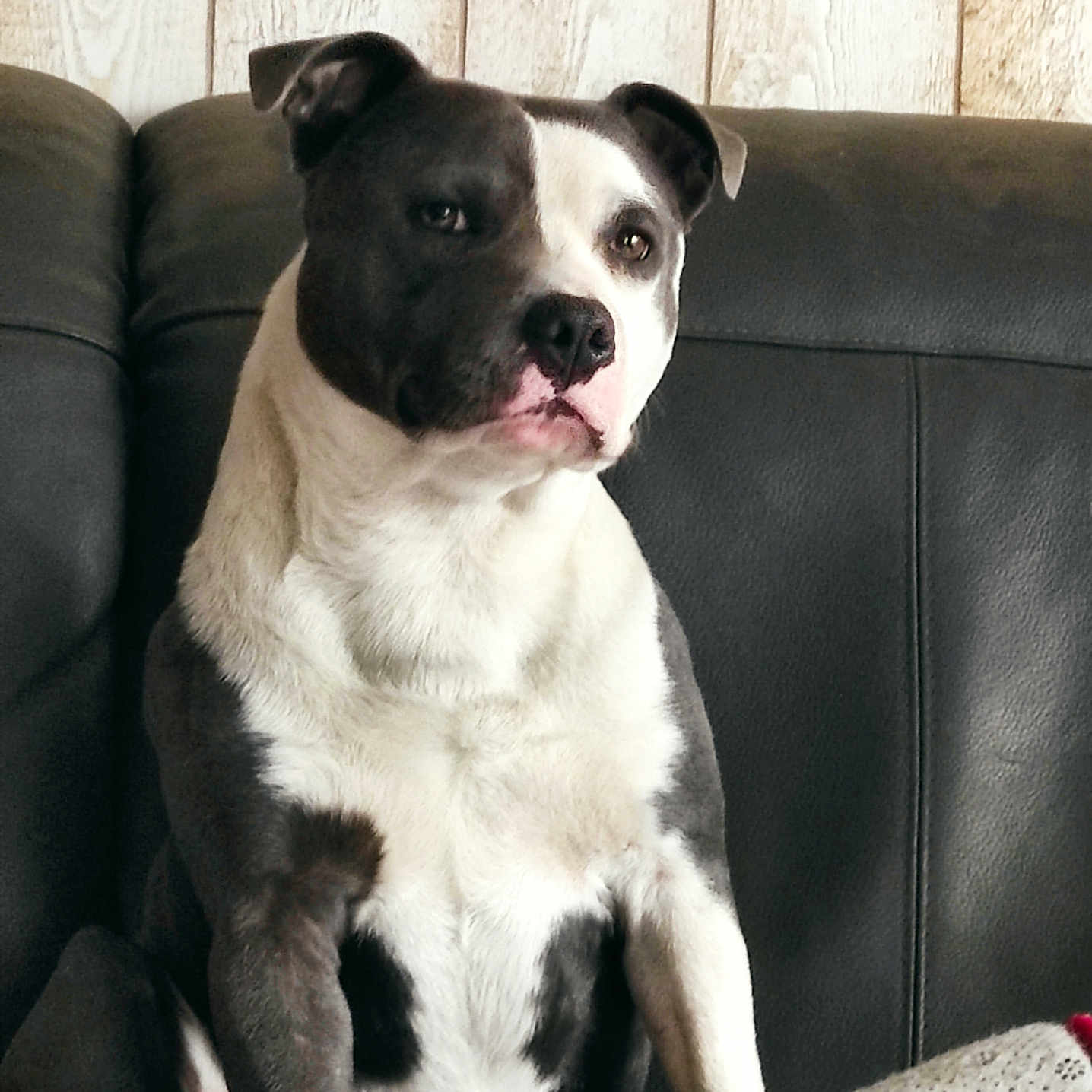 Urgo participe au concours pour gagner de l'argent avec cette photo : animal, black_and_white, canine, companion, couch, cozy, dog, domestic_animal, fur, house, indoor, leather, looking_away, pet, pitbull, portrait, relaxed, seated, sitting, wooden_wall
