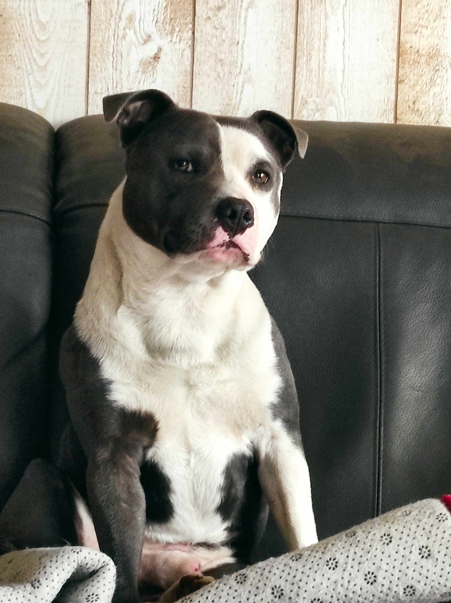 Urgo participe au concours pour gagner de l'argent avec cette photo : dog, pitbull, sitting, couch, leather, black_and_white, pet, indoor, wooden_wall, fur, canine, domestic_animal, companion, relaxed, portrait, animal, house, cozy, looking_away, seated