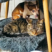 Tigrou participe au concours pour gagner de l'argent avec cette photo : cat, dog, indoor, pet_bed, tabby_cat, small_dog, fluffy_cushion, wooden_chair, floor_tiles, animal, domestic, resting, curious, fur, pet, companion, cute, mammal, household, cozy