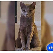 Shadow is registered to the contest to win money with this photo: cat, gray_cat, sitting, indoor, pet, animal, feline, fur, ears, eyes, whiskers, portrait, looking, serious, home, furniture, blurred_background, text_overlay, shadow, closeup