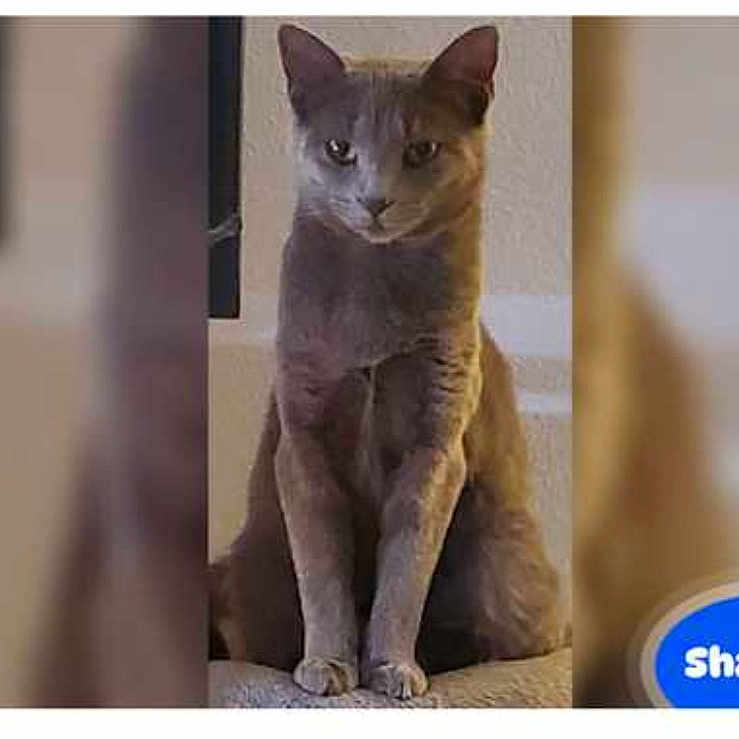Shadow is registered to the contest to win money with this photo: cat, gray_cat, sitting, indoor, pet, animal, feline, fur, ears, eyes, whiskers, portrait, looking, serious, home, furniture, blurred_background, text_overlay, shadow, closeup