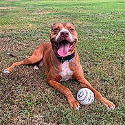 Red is registered to the contest to win money with this photo: dog, grass, baseball, outdoor, pet, animal, field, collar, tongue, happy, playful, summer, nature, canine, sport, recreation, paw, muzzle, brown_dog, smiling