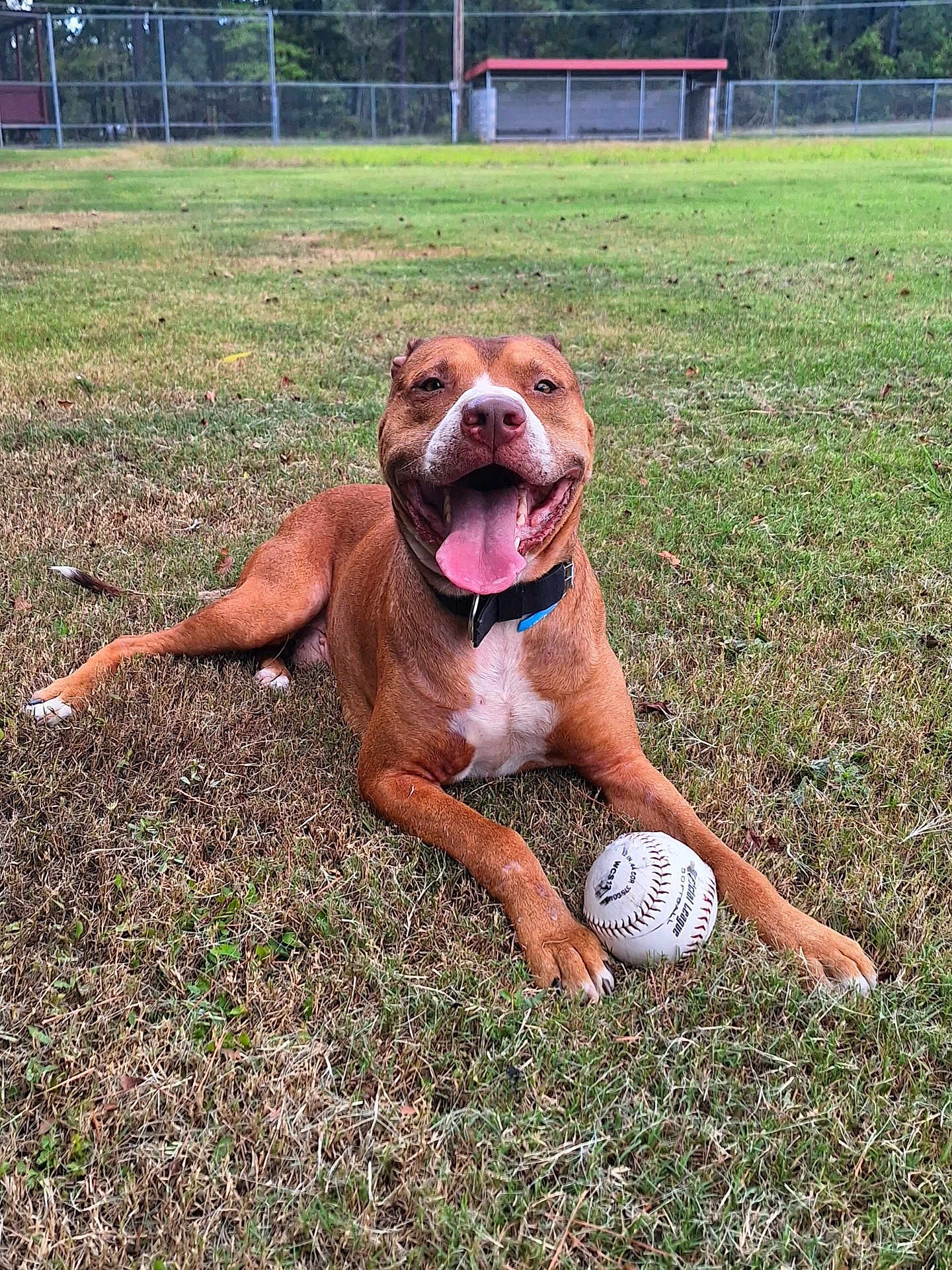 Red is registered to the contest to win money with this photo: dog, grass, baseball, outdoor, pet, animal, field, collar, tongue, happy, playful, summer, nature, canine, sport, recreation, paw, muzzle, brown_dog, smiling
