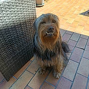 Sam a rejoint le concours — aidez-le/la à gagner de superbes lots ! animal, canine, companion, cute, dog, domestic_animal, friendly, fur, happy, outdoor, patio, pet, shaggy_fur, sitting, smile, sunlight, sunny, teeth, tile_floor, wicker_chair