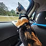 Luna is registered to the contest to win money with this photo: cat, calico, harness, leash, car, window, seat, interior, animal, pet, looking_out, road, trees, nature, travel, curious, side_view, feline, domestic_cat, daytime