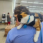 Luna joined the competition — help win amazing prizes! cat, calico_cat, collar, harness, person, shoulder, indoor, store, shopping, glasses, blue_shirt, leash, pet, animal, feline, retail, casual, background_person, boxes, shelves