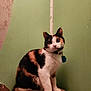 Luna joined the competition — help win amazing prizes! cat, calico_cat, pet, animal, indoor, feline, curious, sitting, wooden_surface, green_wall, peeling_paint, collar, tag, fur, whiskers, ears, eyes, paws, domestic_cat, cute