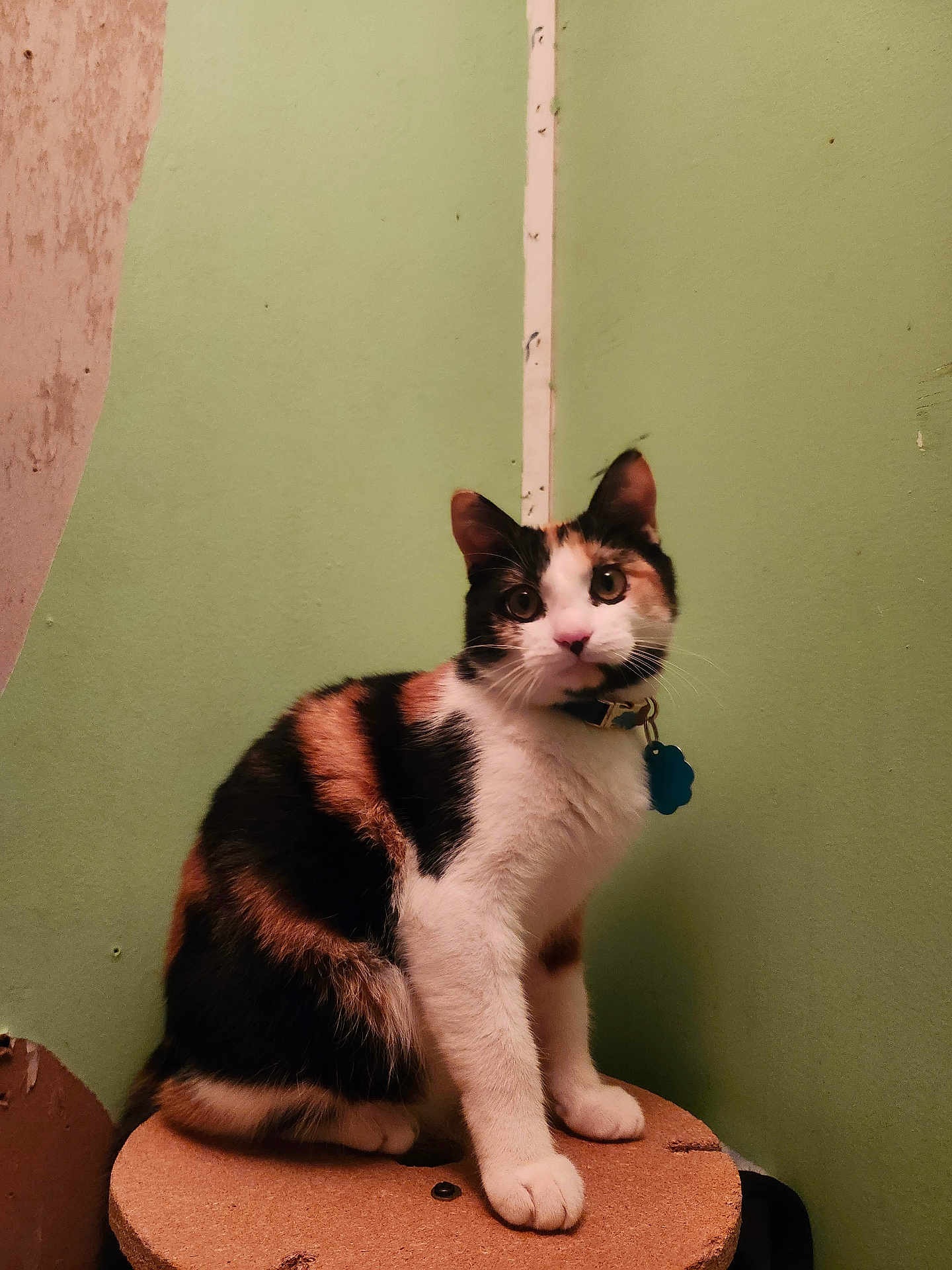 Luna joined the competition — help win amazing prizes! cat, calico_cat, pet, animal, indoor, feline, curious, sitting, wooden_surface, green_wall, peeling_paint, collar, tag, fur, whiskers, ears, eyes, paws, domestic_cat, cute