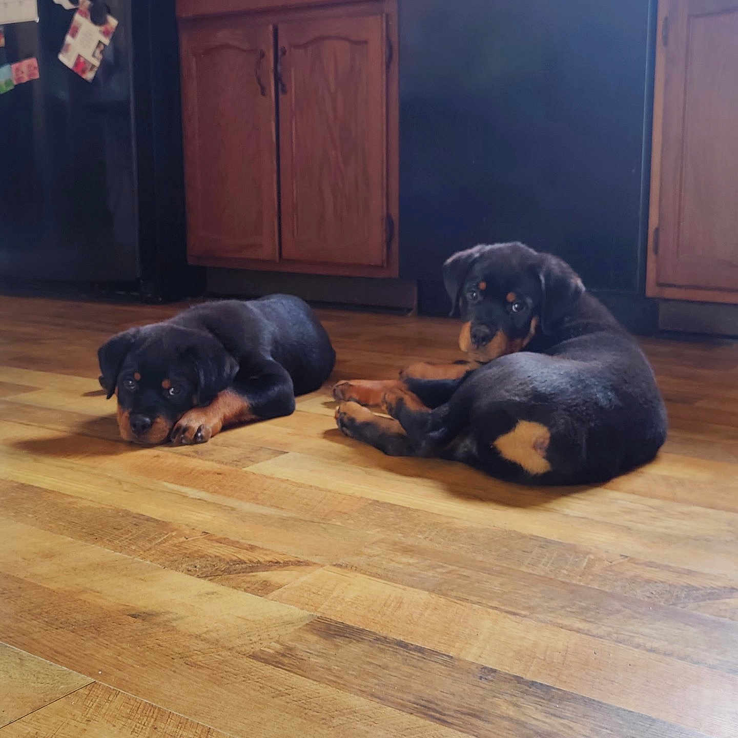 Diesel And Dax is registered to the contest to win money with this photo: animal, black_dog, brown_markings, cabinet, curled_up, cute, dog, domestic_animal, floor, flooring, home, indoor, kitchen, lying_down, pet, puppy, resting, rottweiler, wooden_floor, young_dog