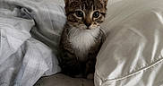 Mochi joined the competition — help win amazing prizes! kitten, cat, tabby, animal, pet, feline, whiskers, ears, eyes, sitting, portrait, indoors, bed, blanket, pillow, bedding, bedroom, cozy, cute, photography