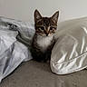 kitten, cat, tabby, animal, pet, feline, whiskers, ears, eyes, sitting, portrait, indoors, bed, blanket, pillow, bedding, bedroom, cozy, cute, photography