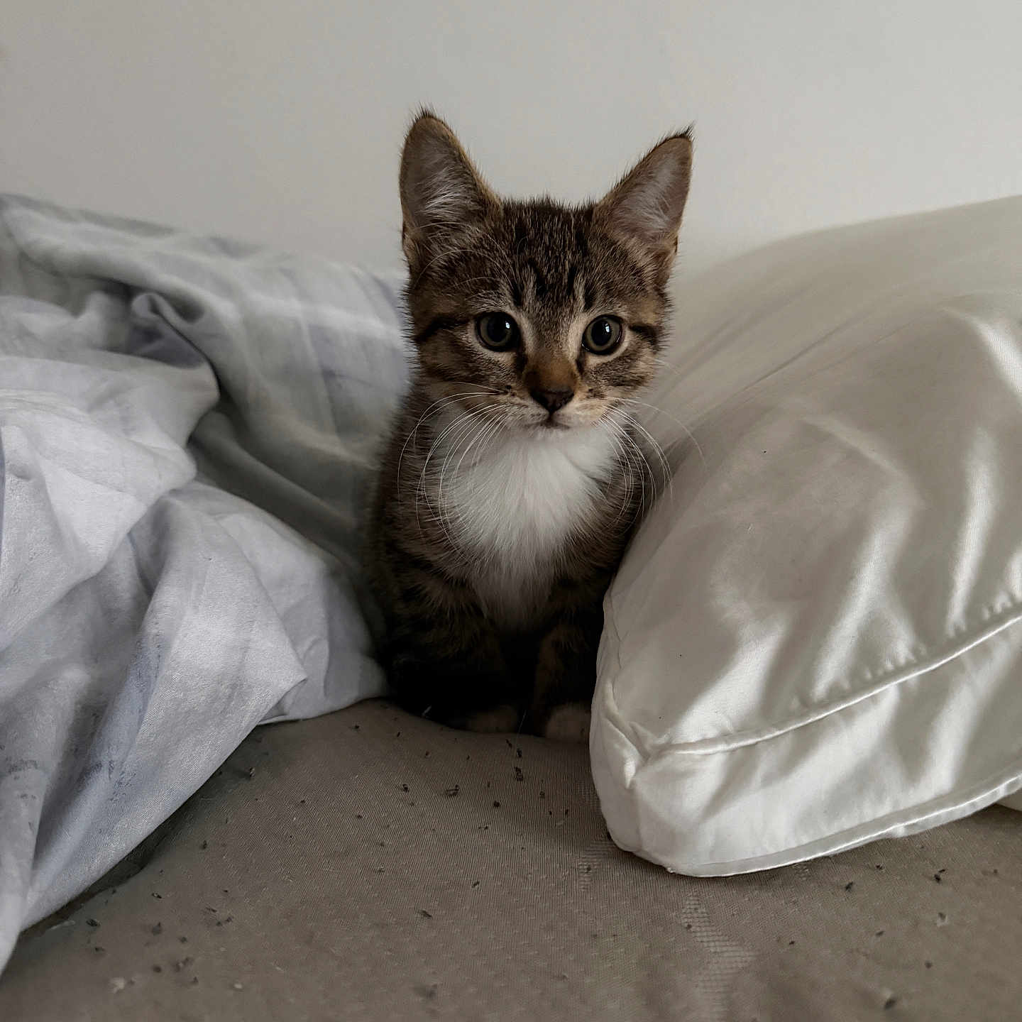 Mochi