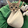 Mochi is registered to the contest to win money with this photo: cat, kitten, tabby, animal, pet, face, eyes, whiskers, ears, plush_toy, dog_toy, purse, handbag, green_clothing, indoor, portrait, close_up, cute, fashion, accessory