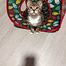 Mochi is registered to the contest to win money with this photo: cat, kitten, tabby, pet, animal, face, whiskers, ears, eyes, white_paws, sitting, indoor, play_tunnel, cat_toy, colorful, patterned, floor, wood_floor, portrait, shadow