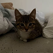 Mochi joined the competition — help win amazing prizes! cat, kitten, tabby, pet, animal, feline, sitting, bed, bedroom, blanket, pillow, bedding, indoors, close_up, portrait, whiskers, ears, paws, brown_fur, cozy