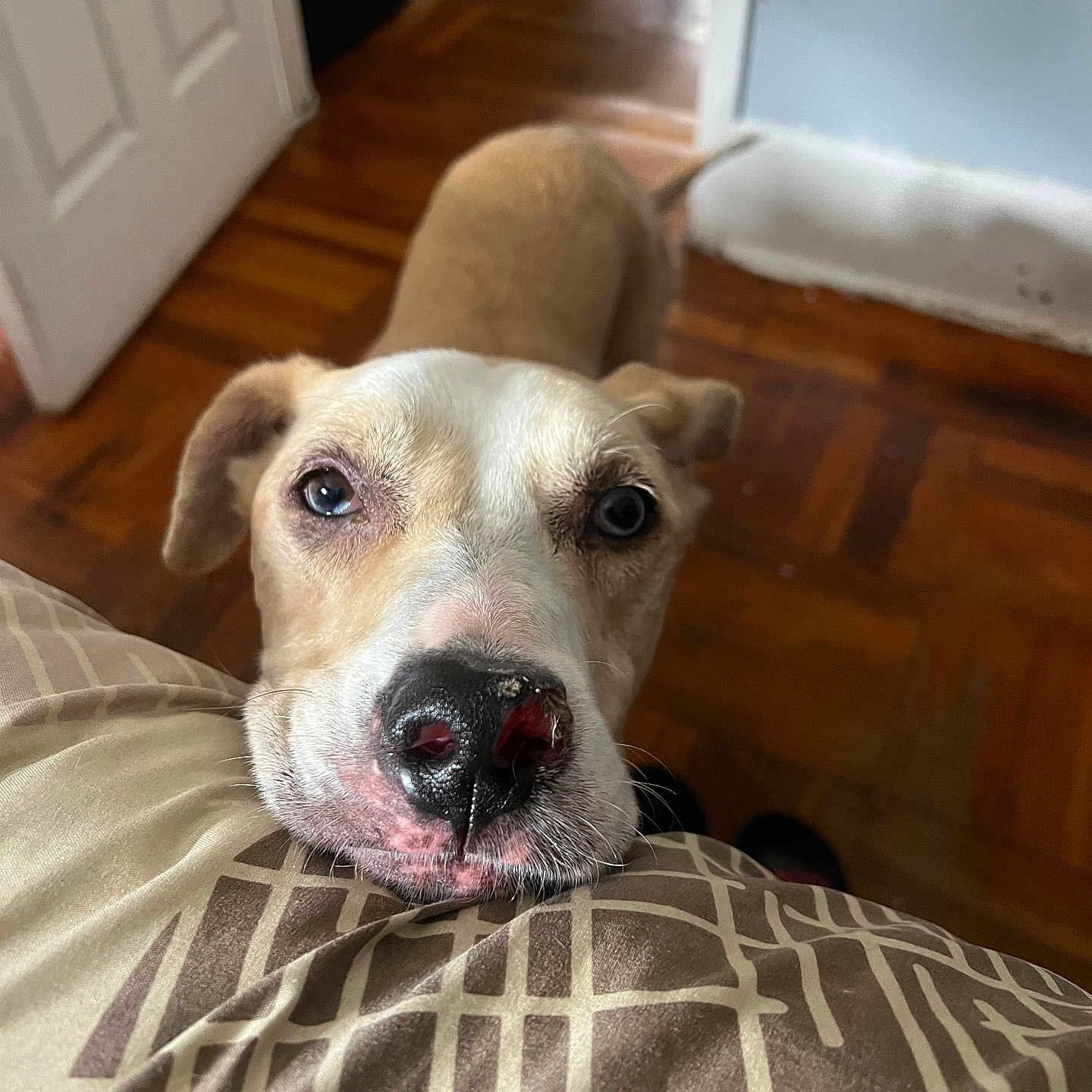 Lulu joined the competition — help win amazing prizes! animal, brown, chin, closeup, curious, cushion, dog, ears, face, floor, home, indoor, injury, looking_up, nose, pattern, pet, soft_light, white, wooden_floor