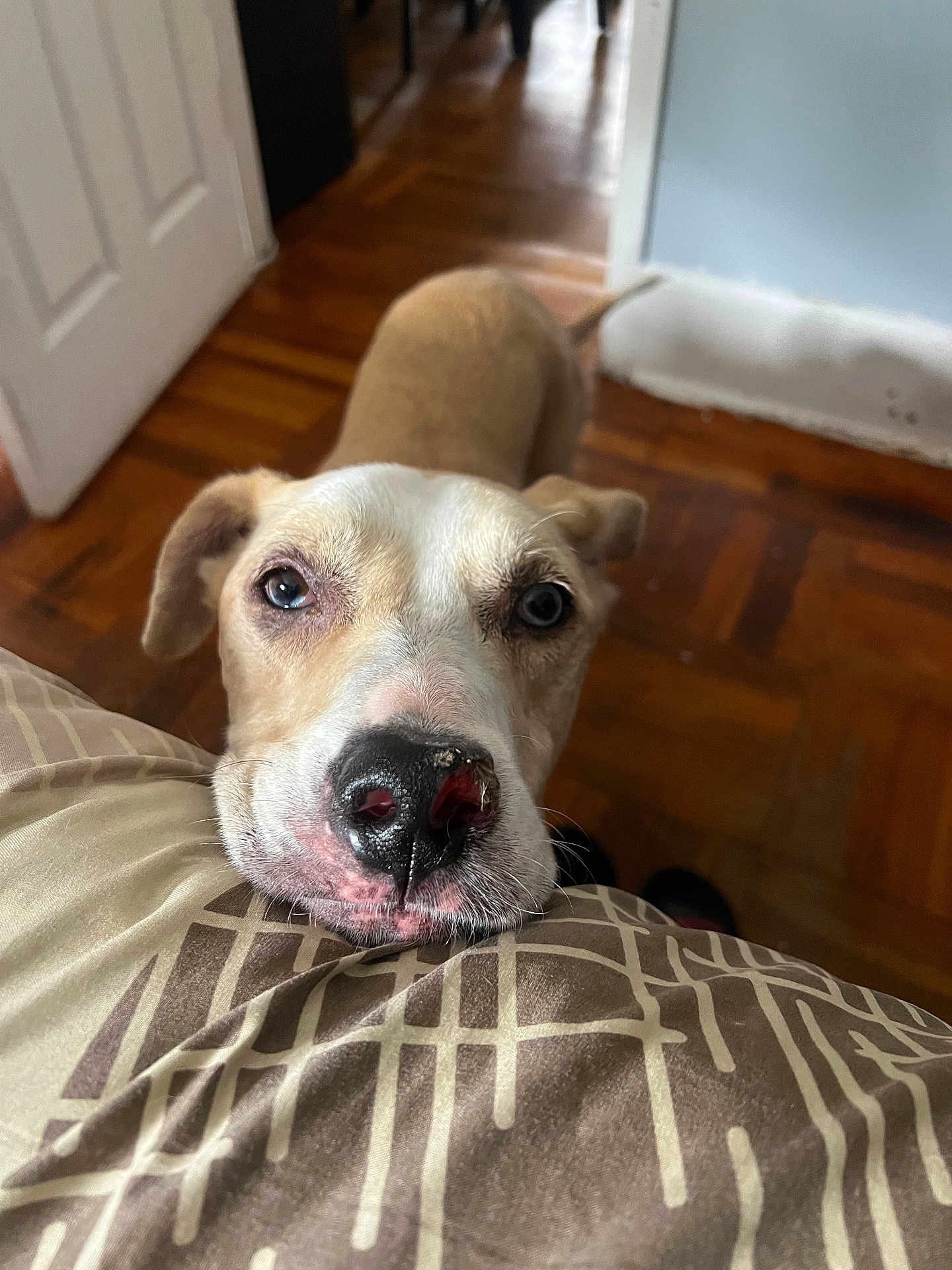 Lulu joined the competition — help win amazing prizes! dog, indoor, floor, wooden_floor, nose, injury, chin, cushion, pattern, curious, pet, animal, brown, white, ears, face, closeup, looking_up, home, soft_light
