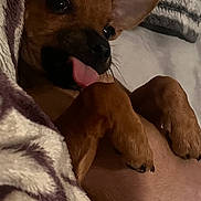 Canelo is registered to the contest to win money with this photo: animal, bed, belly_up, blanket, brown_dog, close_up, cozy, cute, dog, funny, indoor, large_ears, lying_down, pet, playful, portrait, puppy, relaxed, small_dog, tongue_out