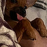 animal, bed, belly_up, blanket, brown_dog, close_up, cozy, cute, dog, funny, indoor, large_ears, lying_down, pet, playful, portrait, puppy, relaxed, small_dog, tongue_out