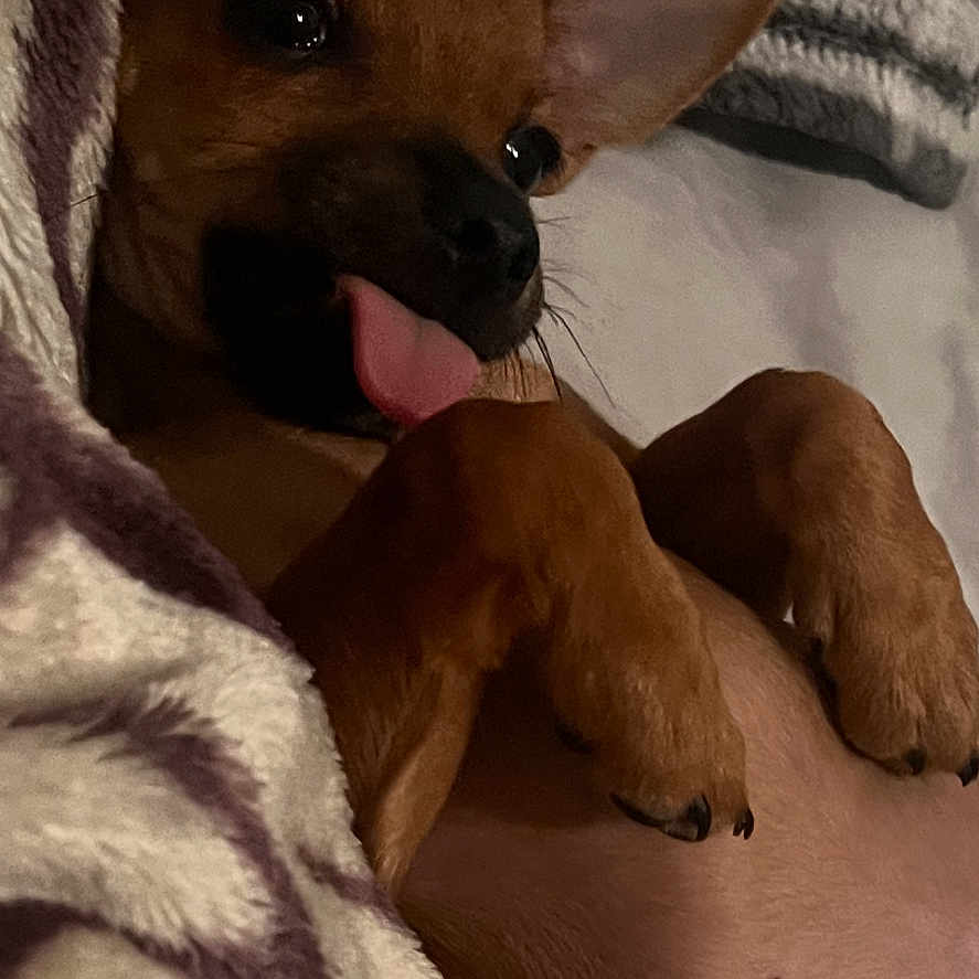 Canelo