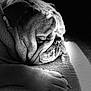 dog, bulldog, sleeping, paw, close_up, black_and_white, pet, animal, portrait, texture, soft_light, relaxation, calm, indoors, fur, wrinkles, muzzle, nail, rest, companion